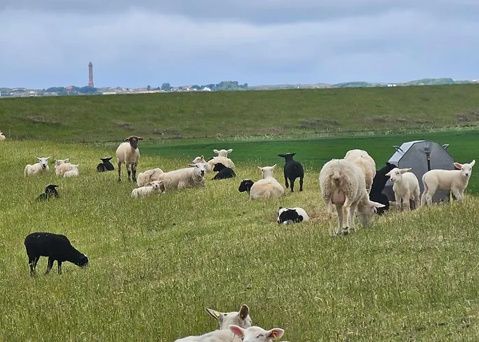 Strandbrise Apartman